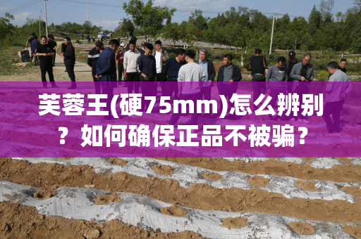 芙蓉王(硬75mm)怎么辨别？如何确保正品不被骗？
